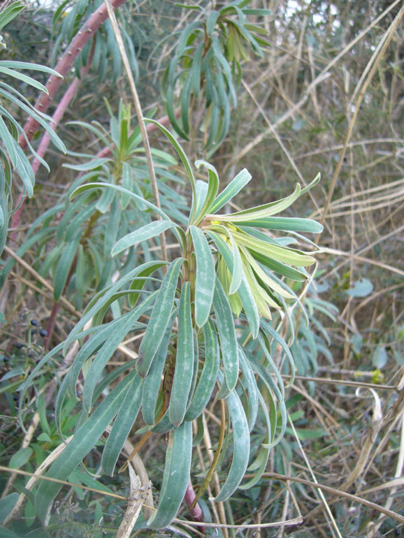 Euphorbia characias / Euforbia cespugliosa