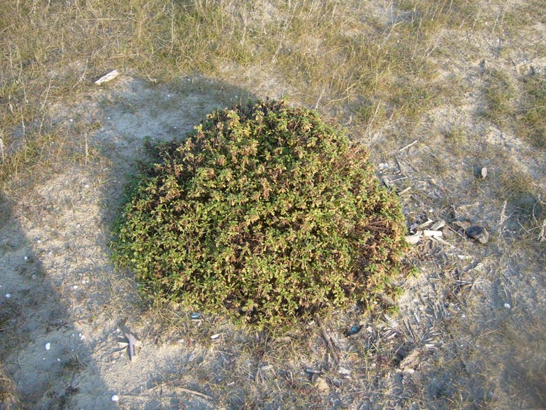 Anthemis maritima / Camomilla marina