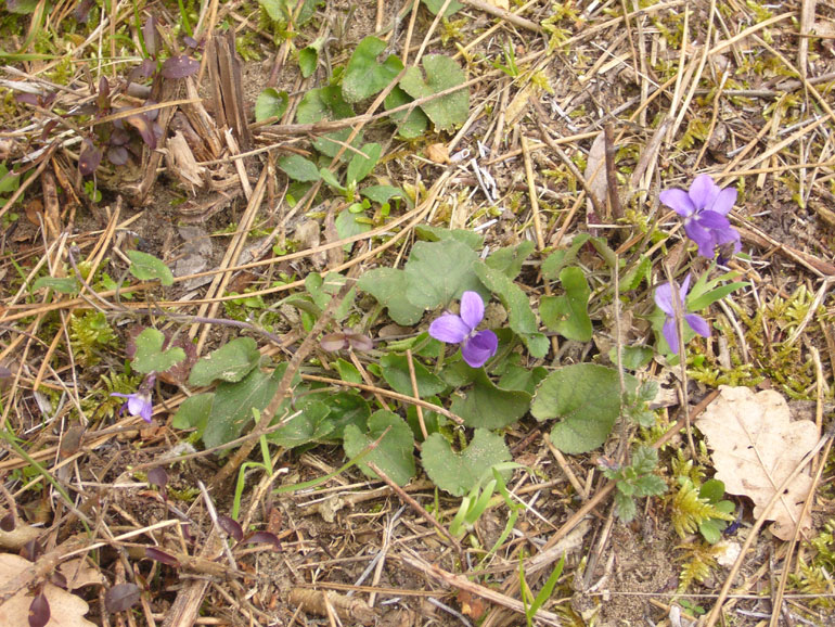 Viola odorata