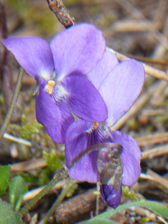 Viola odorata