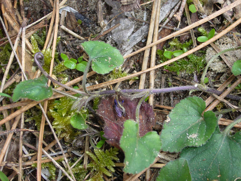 Viola odorata