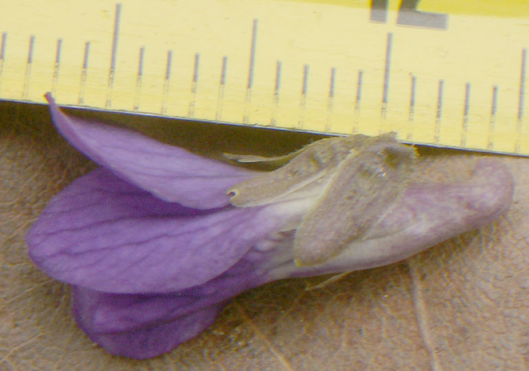 Viola odorata