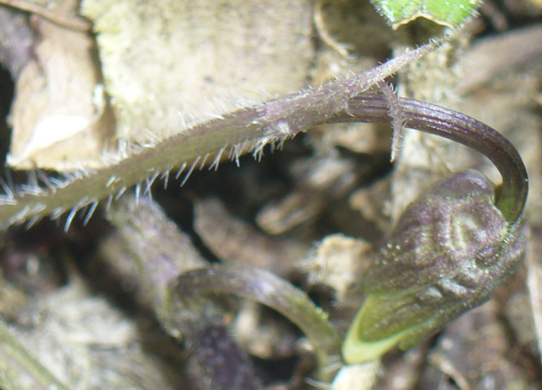 Viola odorata