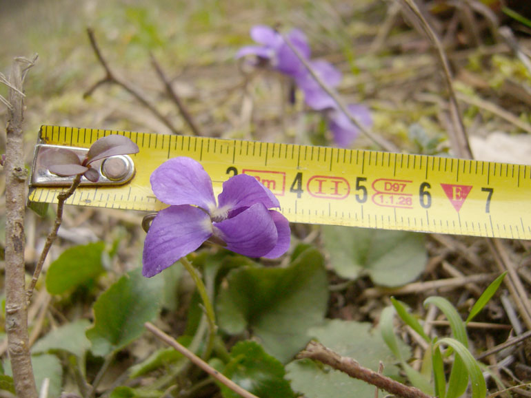 Viola odorata