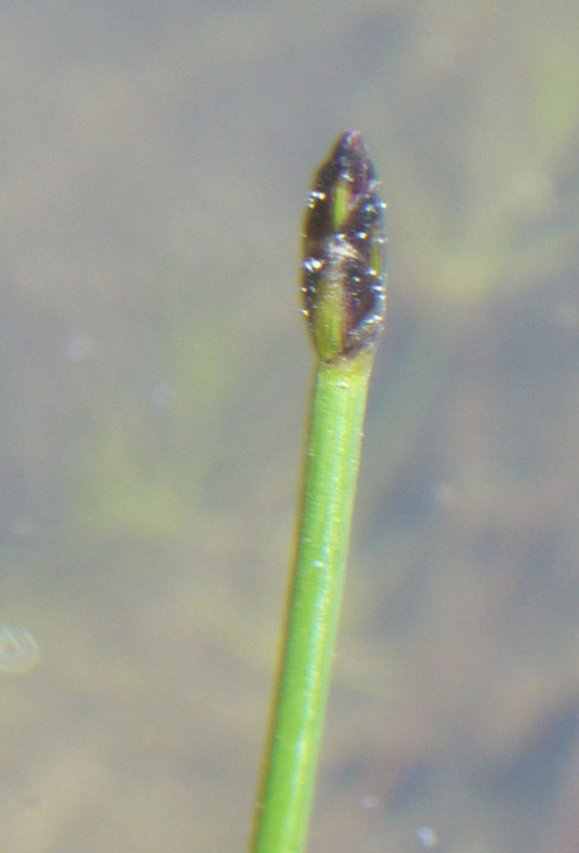 Eleocharis palustris / Giunchina comune