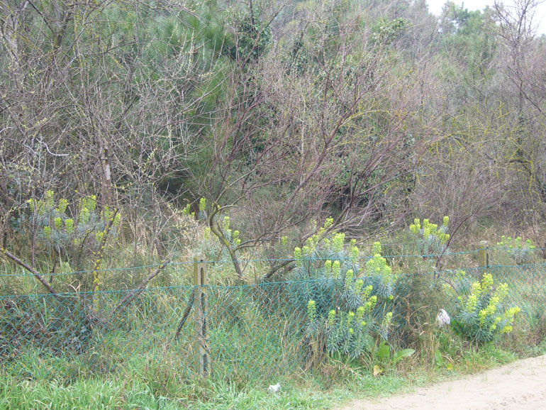 Euphorbia characias / Euforbia cespugliosa