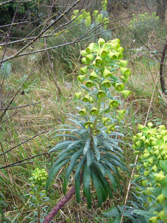 Euphorbia characias / Euforbia cespugliosa