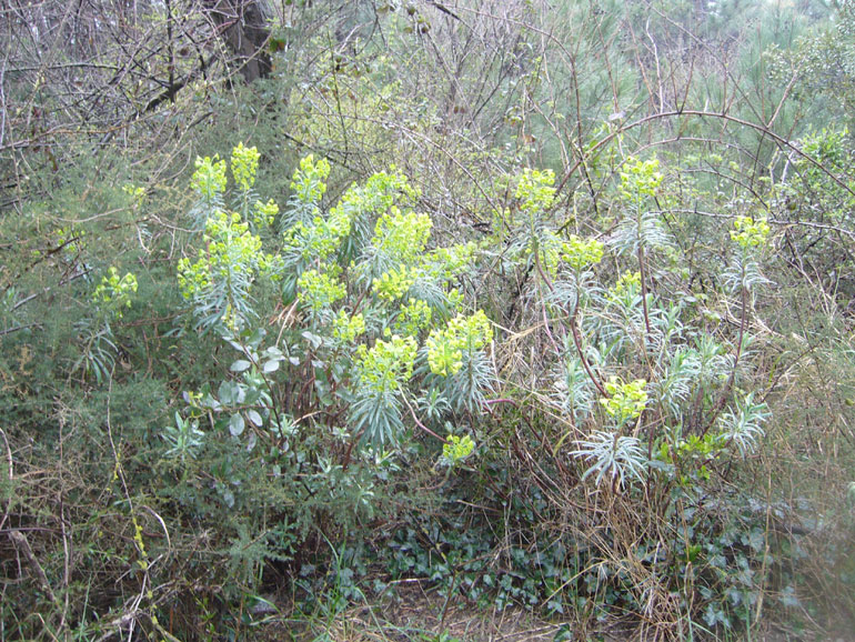 Euphorbia characias / Euforbia cespugliosa