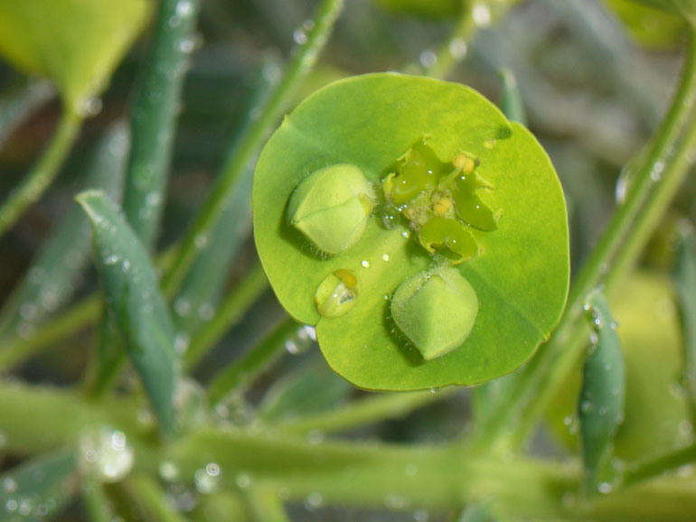 Euphorbia characias / Euforbia cespugliosa