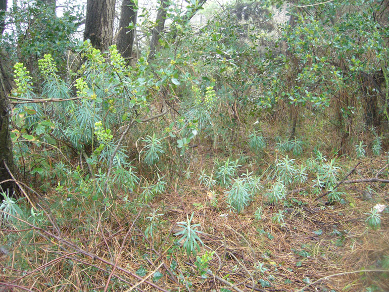 Euphorbia characias / Euforbia cespugliosa