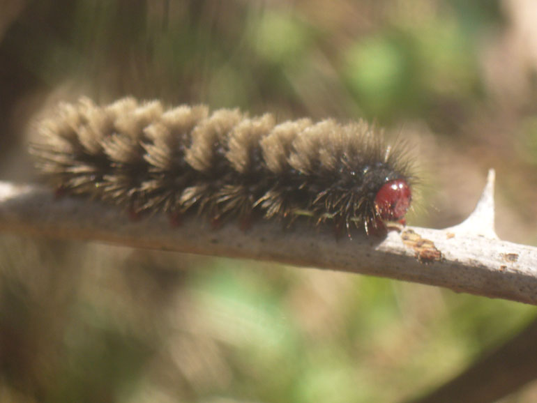 bruco - Amata sp., Arctiidae Syntominae