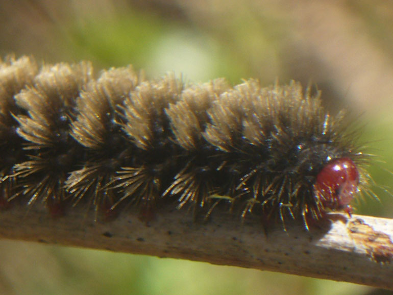 bruco - Amata sp., Arctiidae Syntominae