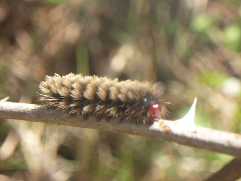 bruco - Amata sp., Arctiidae Syntominae