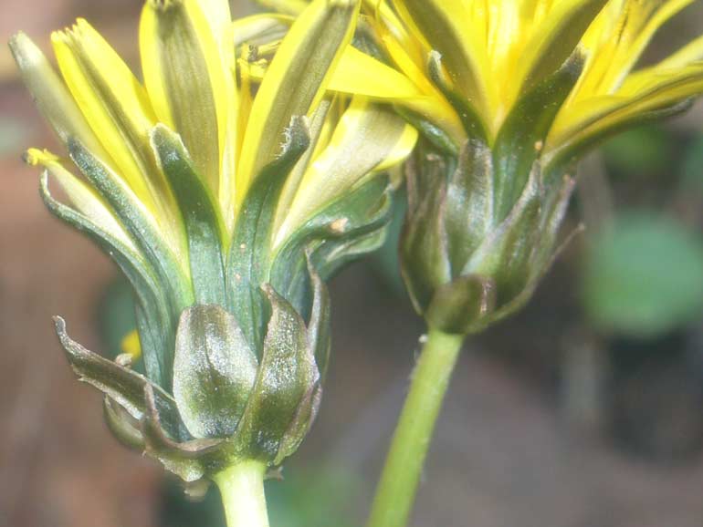 Taraxacum palustre / Tarassaco delle paludi