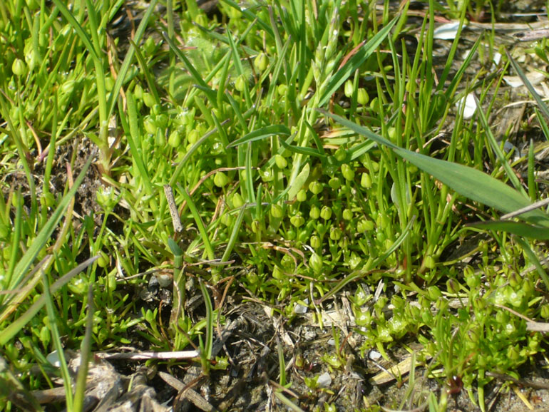 Sagina maritima / Sagina marittima