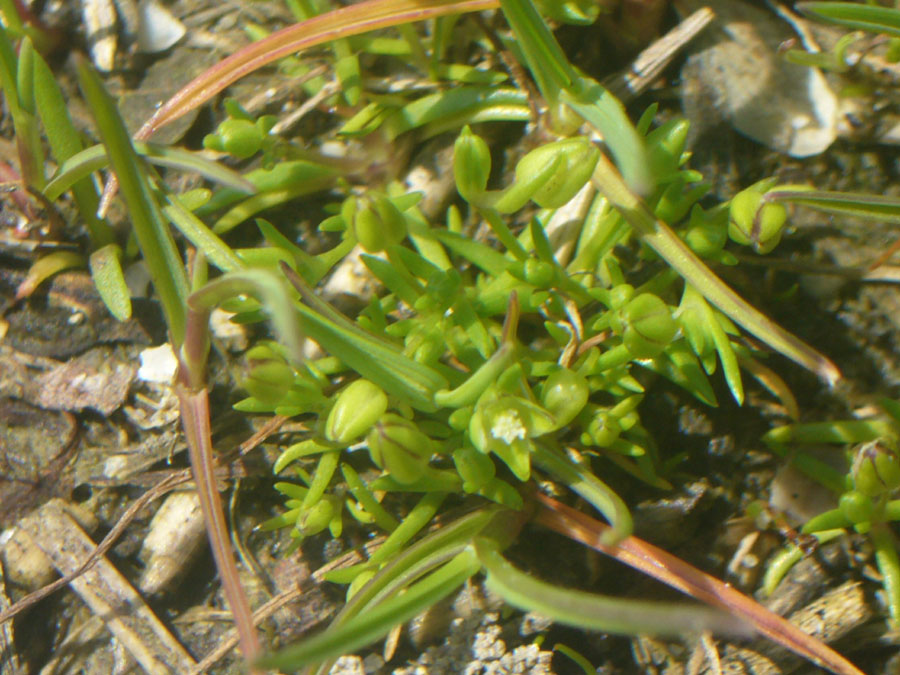 Sagina maritima / Sagina marittima