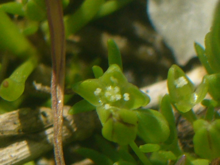 Sagina maritima / Sagina marittima