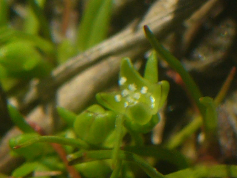 Sagina maritima / Sagina marittima