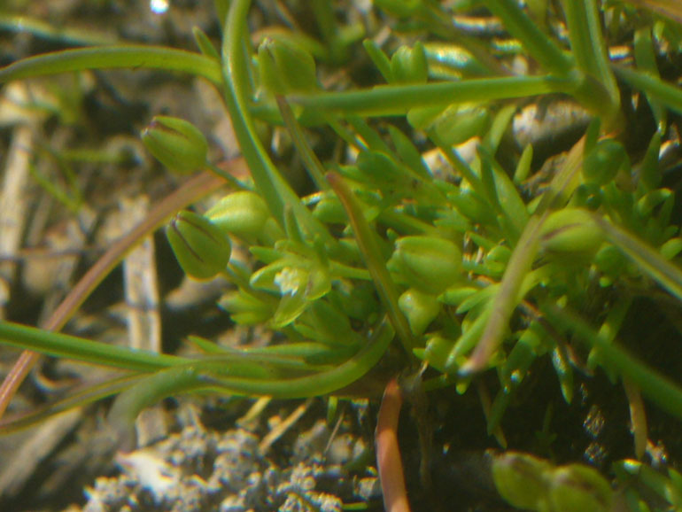 Sagina maritima / Sagina marittima