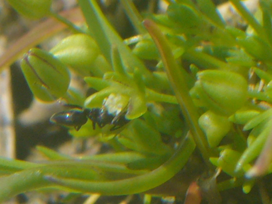 Sagina maritima / Sagina marittima