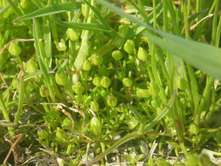 Sagina maritima / Sagina marittima