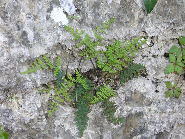 Oeosporangium persicum (=Cheilanthes persica) / Felcetta persiana