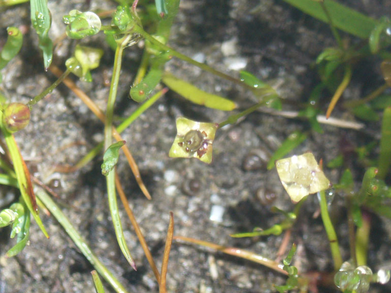 Sagina maritima / Sagina marittima