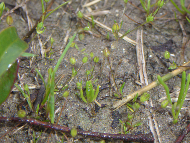 Sagina maritima / Sagina marittima