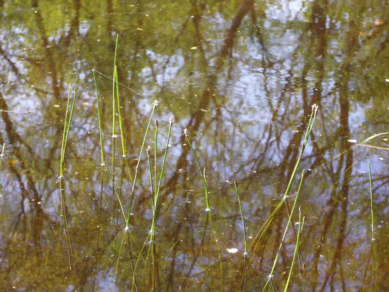 Eleocharis palustris / Giunchina comune