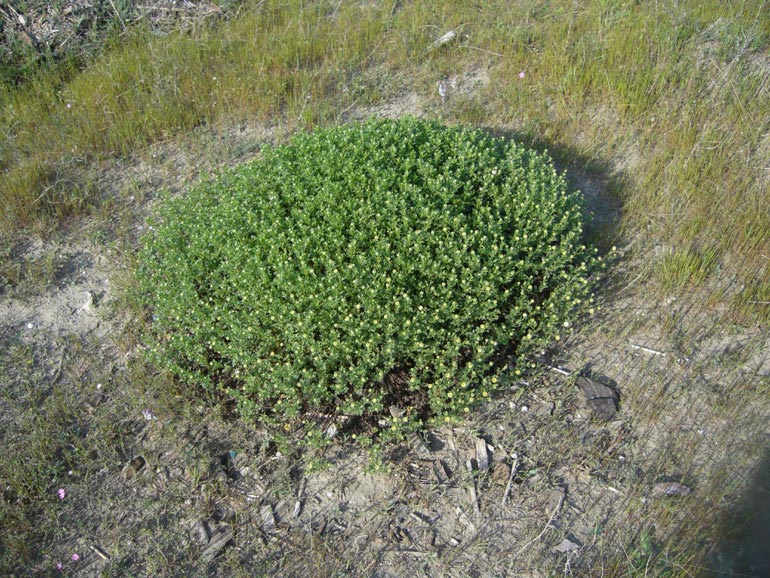 Anthemis maritima / Camomilla marina