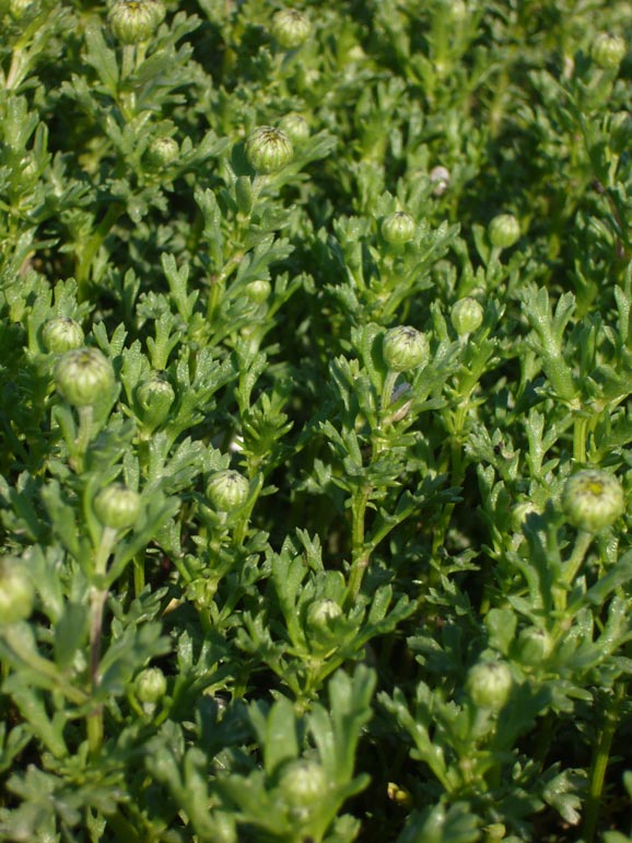 Anthemis maritima / Camomilla marina