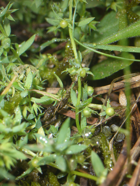 Asterolinon linum-stellatum / Lino stellato