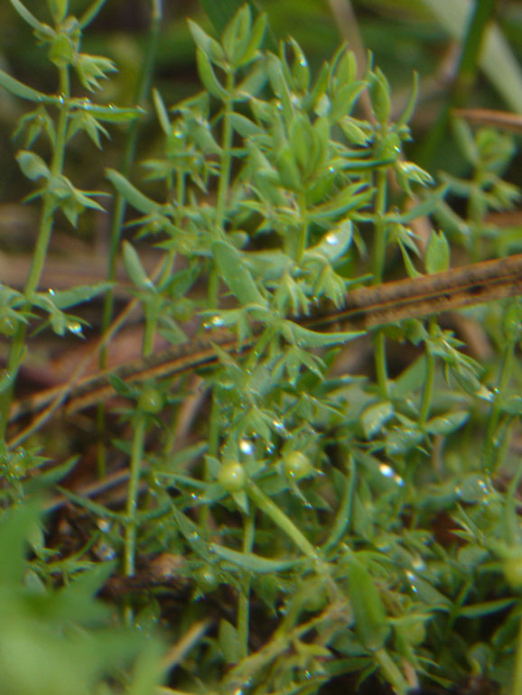 Asterolinon linum-stellatum / Lino stellato