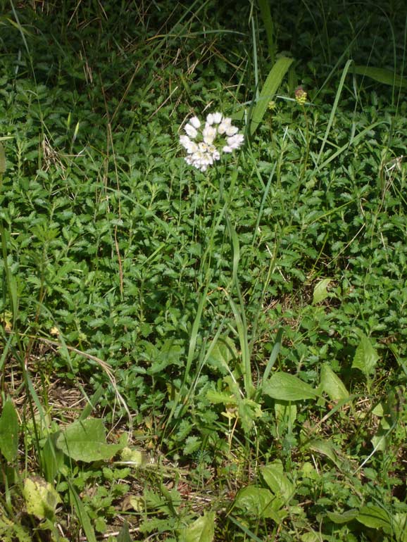 Piccolo dubbio su Allium roseum