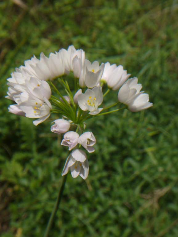 Piccolo dubbio su Allium roseum