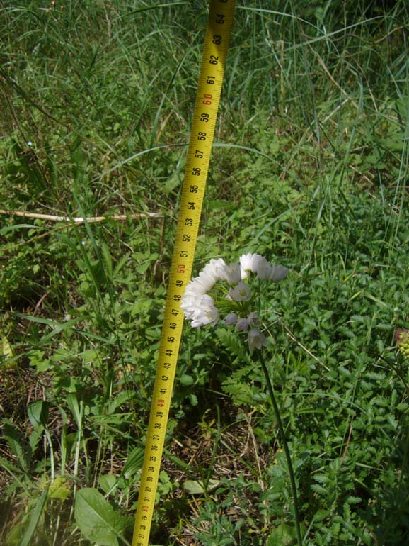 Piccolo dubbio su Allium roseum