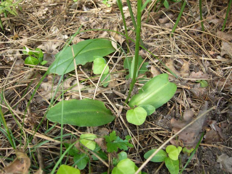 Platanthera chlorantha (?)