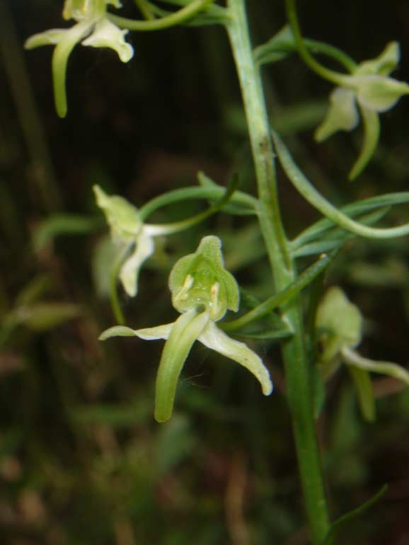 Platanthera chlorantha (?)
