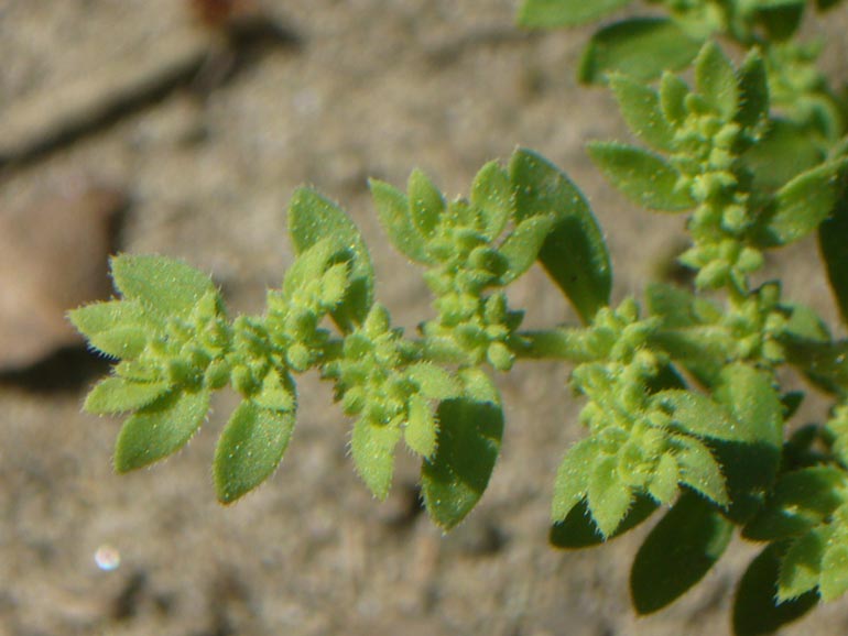 Herniaria hirsuta /  Erniaria cinerea