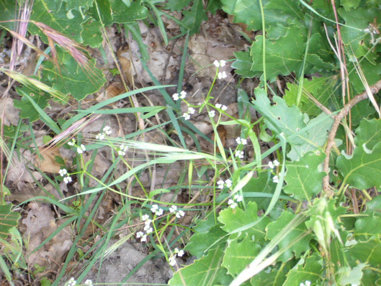 Valerianella dentata / Gallinella dentata