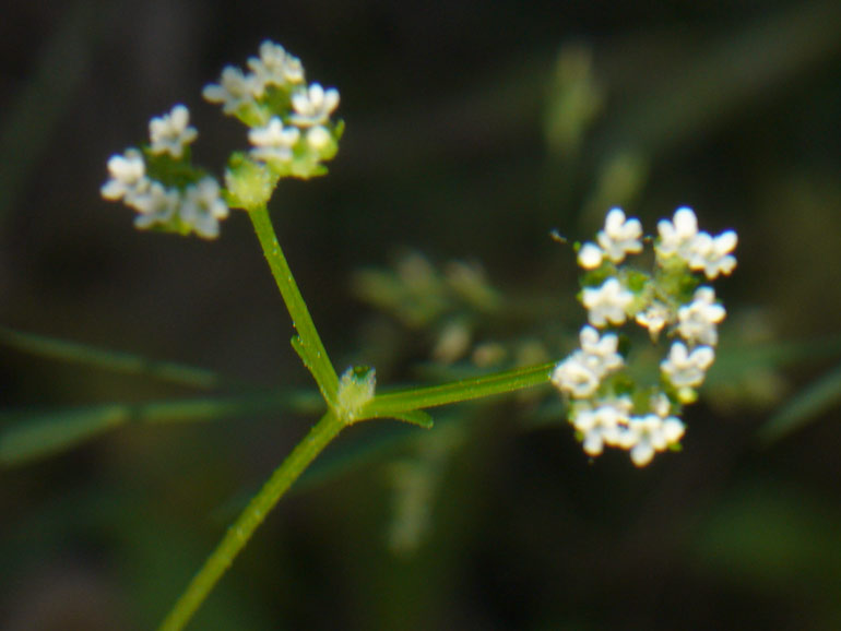 Valerianella dentata / Gallinella dentata