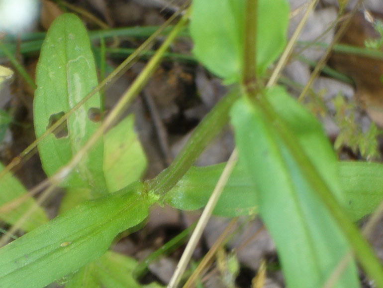 Valerianella dentata / Gallinella dentata