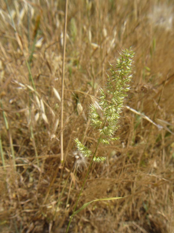 Poacea - Trisetaria panicea