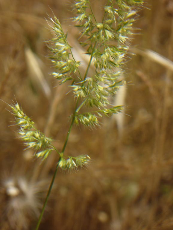 Poacea - Trisetaria panicea