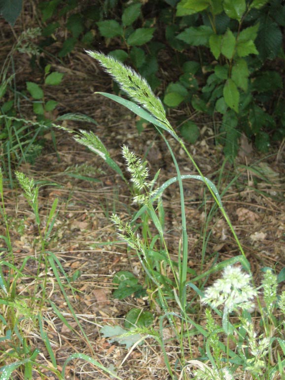 Poacea - Trisetaria panicea