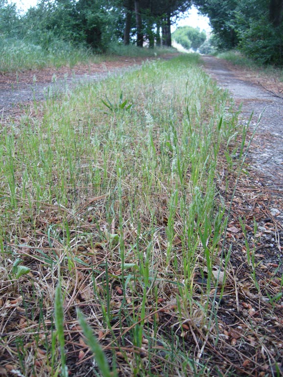 Poacea - Trisetaria panicea