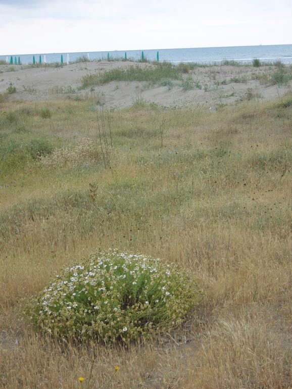 Anthemis maritima / Camomilla marina