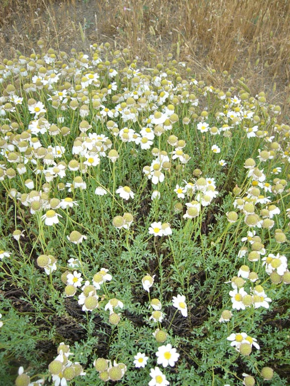 Anthemis maritima / Camomilla marina