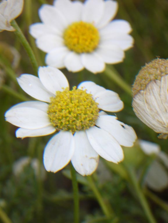 Anthemis maritima / Camomilla marina