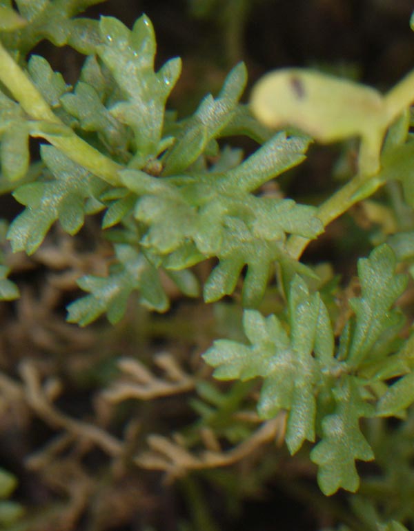 Anthemis maritima / Camomilla marina